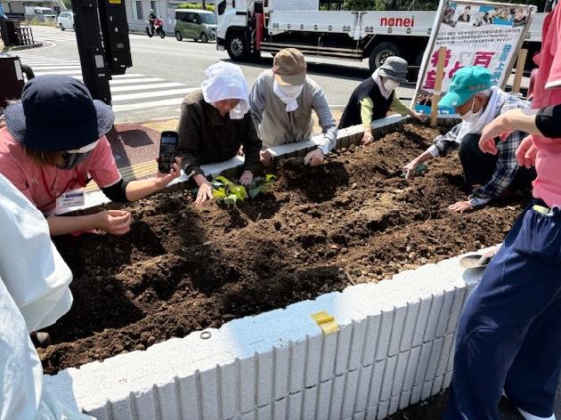花壇にサツマイモを植えました！_画像2