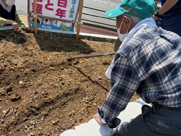 花壇にサツマイモを植えました！_画像3