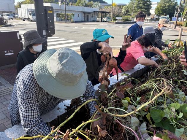 芋ほりをしました！_画像1