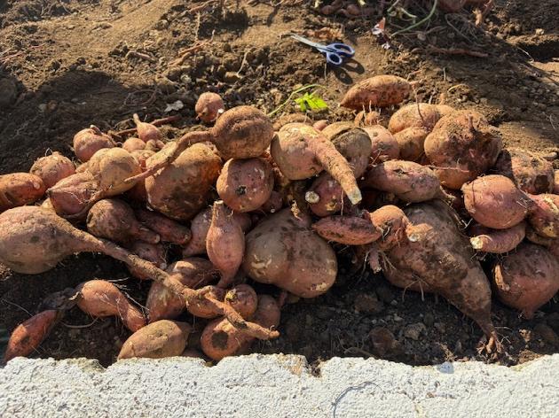 芋ほりをしました！_画像3