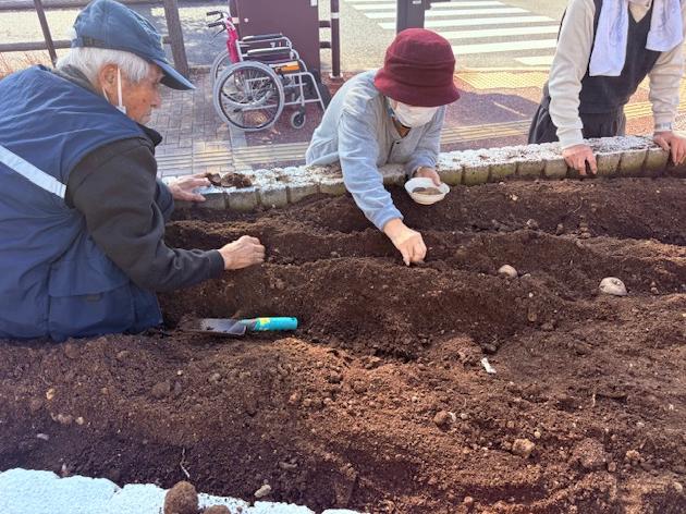 じゃがいもを植えました！_画像2