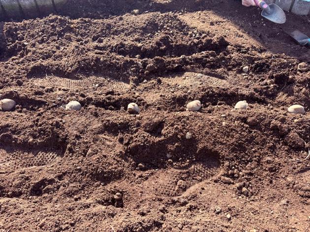 じゃがいもを植えました！_画像3