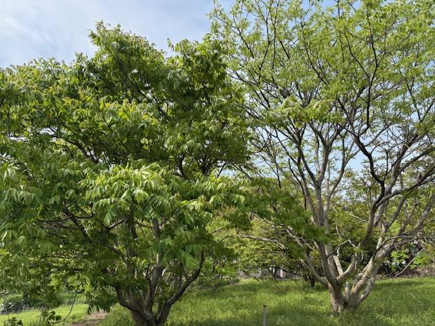 はぜのき館の脳トレサークル_画像4